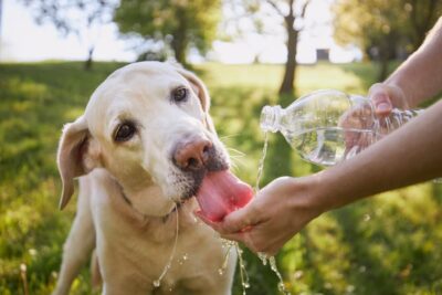 Why Is My Dog So Thirsty?
