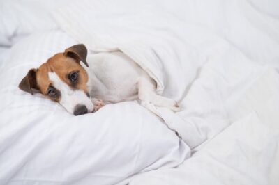 Sepsis in Dogs
