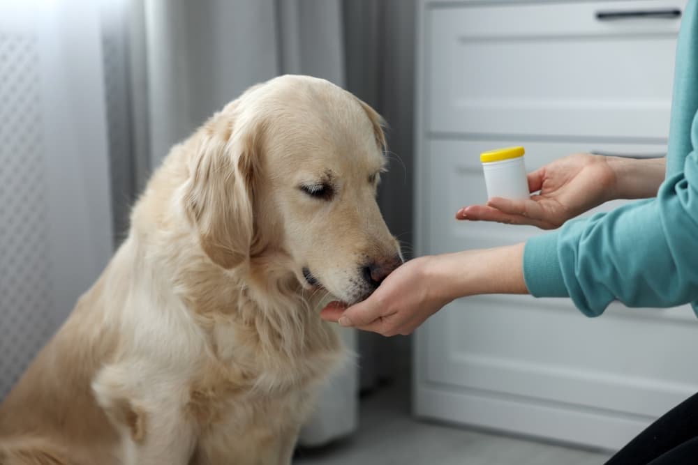 Woman giving Golden Retriever arthritis medicaiton