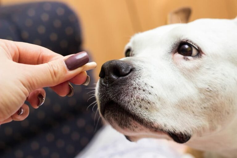 Woman giving a dog a capsule