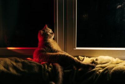 Do Cats Sleep at Night? Understanding Feline Sleep Patterns Do Cats Sleep at Night? Understanding Feline Sleep Patterns
