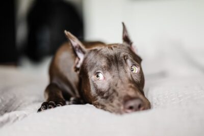 Seroma in Dogs: Causes, Symptoms, and Treatment