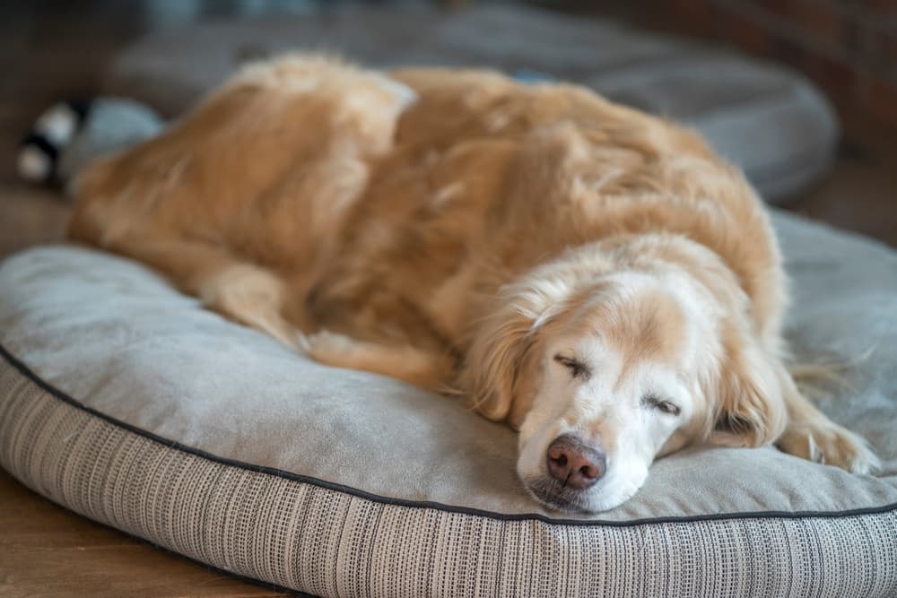Golden Retriever sleeping in bed