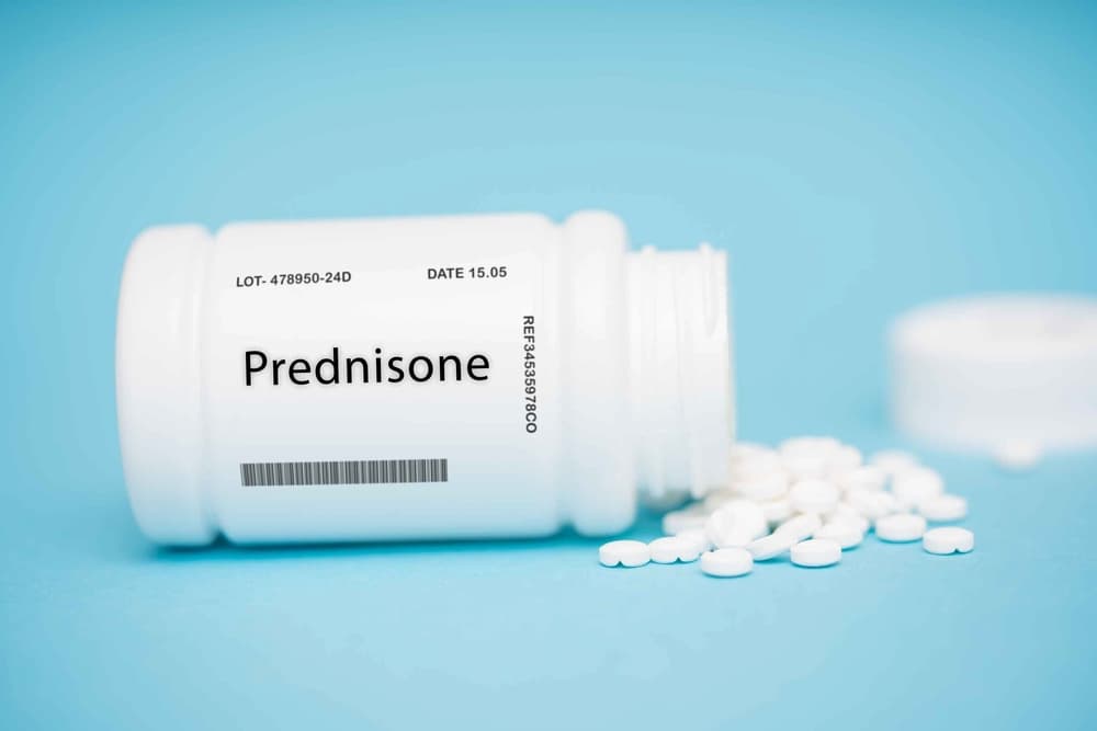 Prednisone tablet for dog allergies
