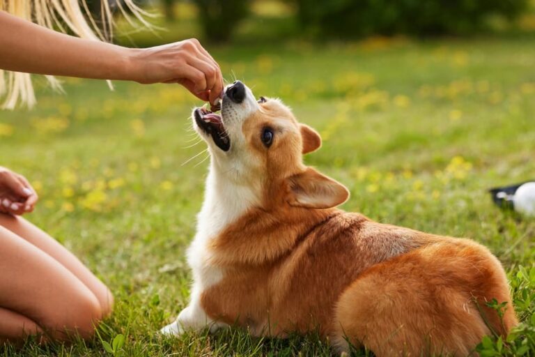 Woman giving dog heartworm preventative