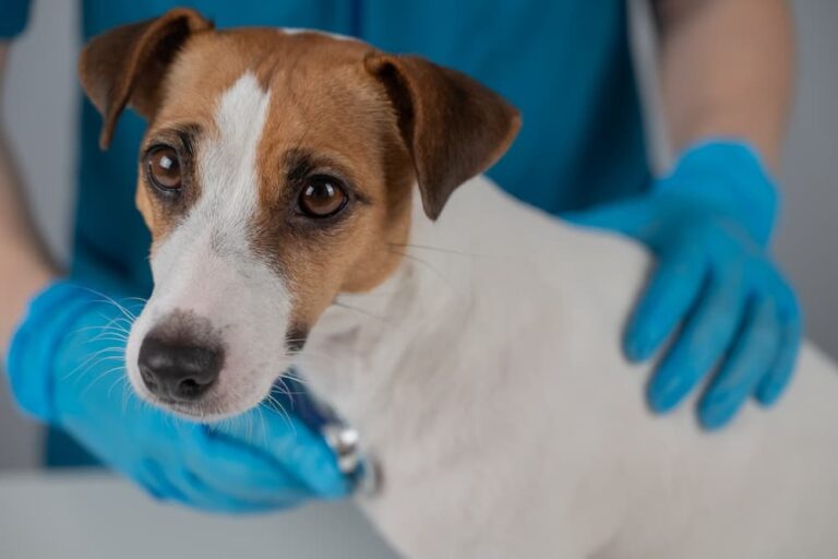 Veterinary technician checking dog's heart