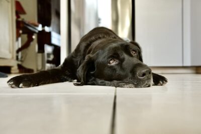 Dog Pinched Nerve: Causes and How to Help