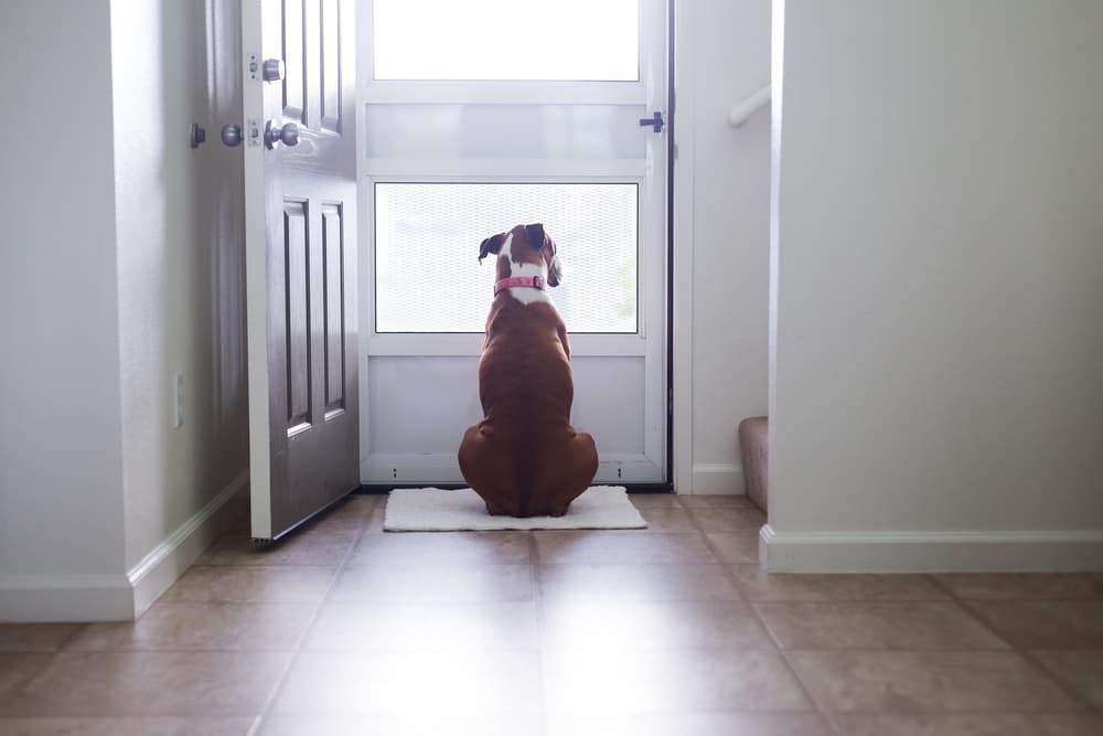 Dog sitting by door waiting for owner
