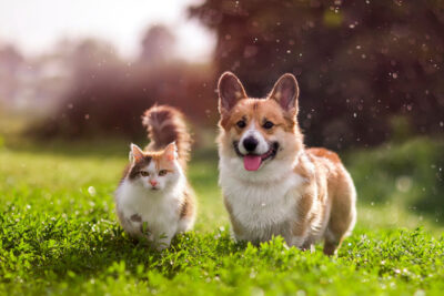 Quiz: What’s Your Pet’s Parasite Risk Level?