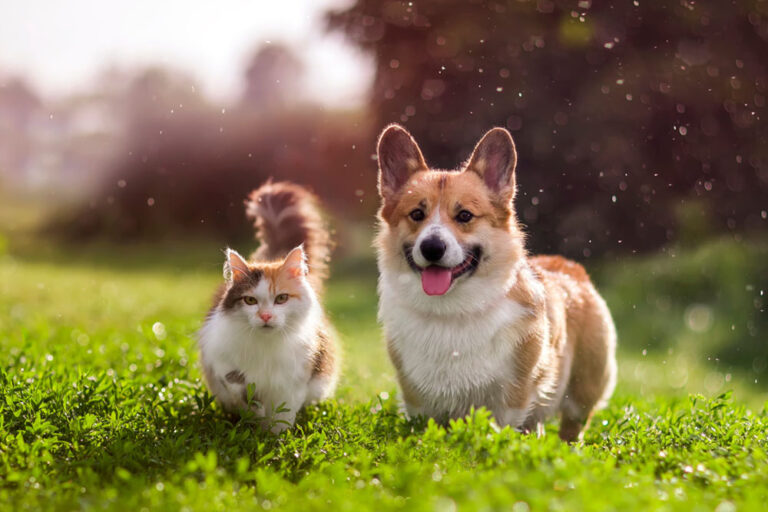 cat and dog in field surrounded by bugs that could include parasites like fleas, ticks, and mosquitoes