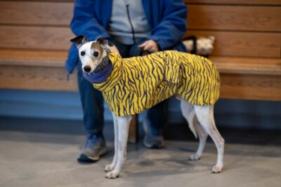 A Drug Designed to Extend the Lifespan of Dogs May Be Ready Next Year