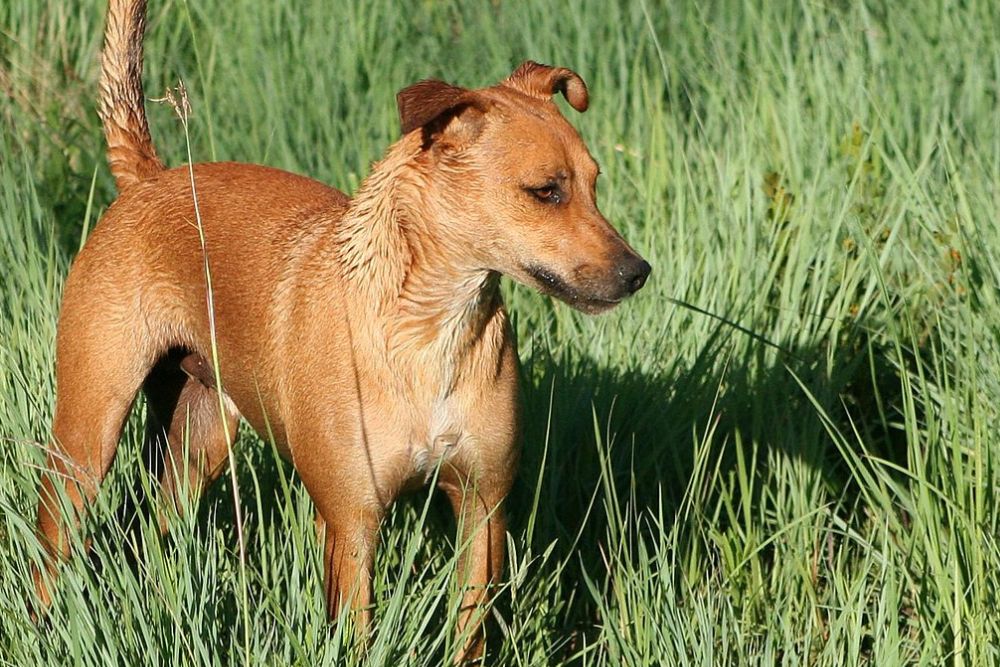 Africanis dog in tall grass