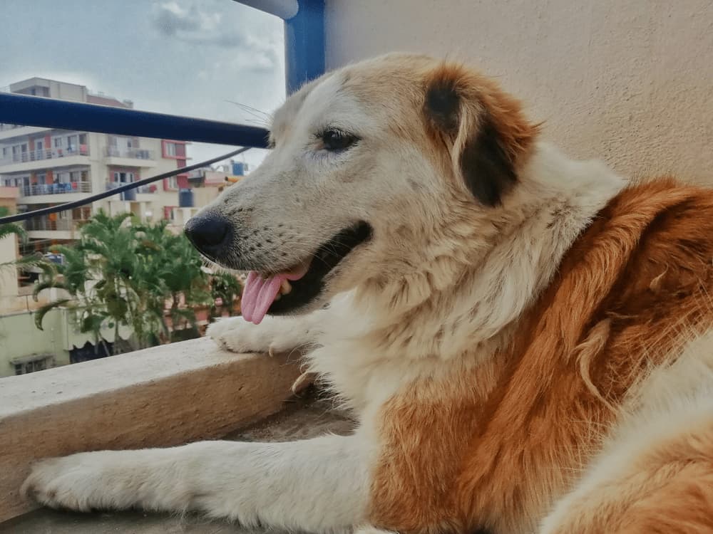 Aidi dog on balcony