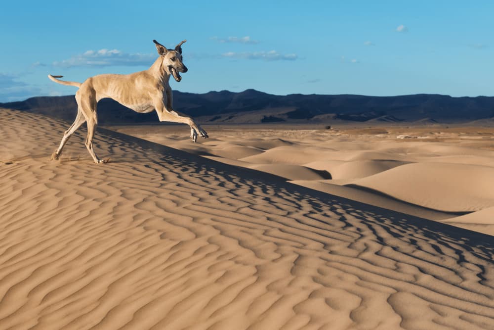 Sloughi dog running in desert