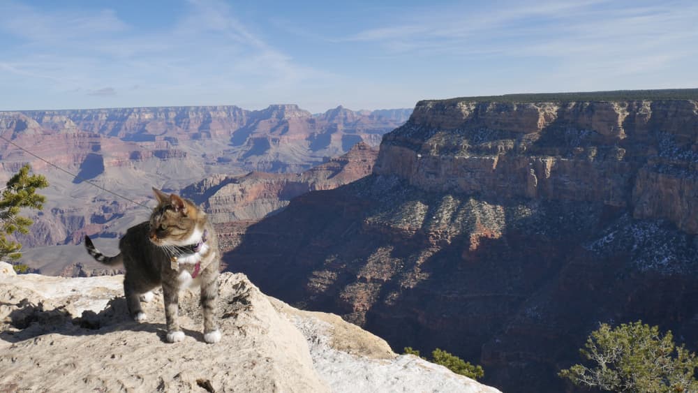 A cat on a leash at the Grand Canyon