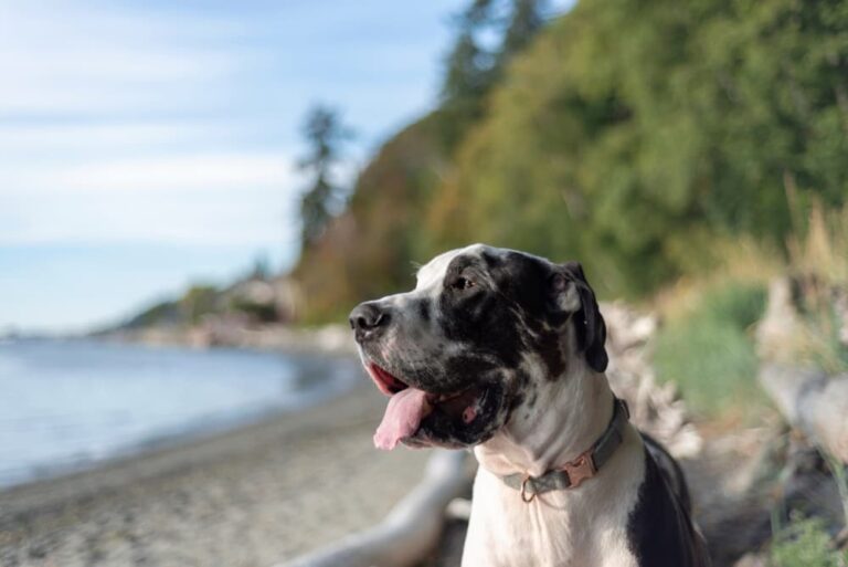Great Dane dog enjoying a Pacific Northwest park