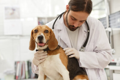 10 Dog Breeds Prone to Cushing’s Disease