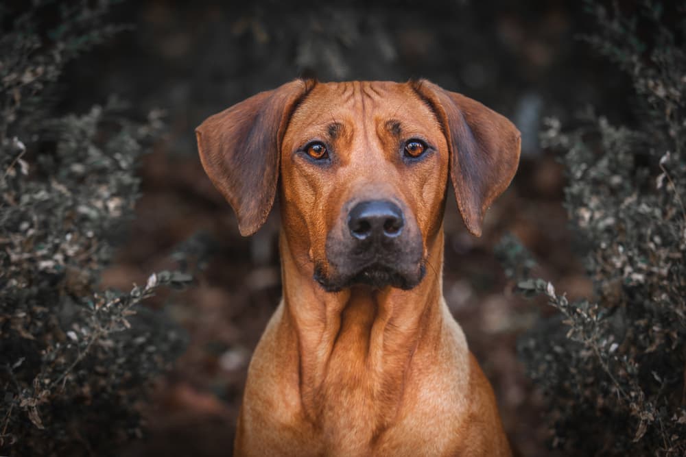 Rhodesian Ridgeback close up of face