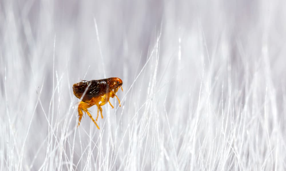 A closeup of a flea in a pet's fur