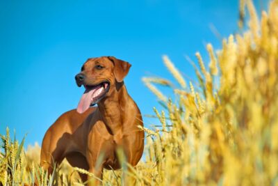 Pet Parasites in the Midwest: A Regional Overview of Species and Risks Pet Parasites in the Midwest: A Regional Overview of Species and Risks