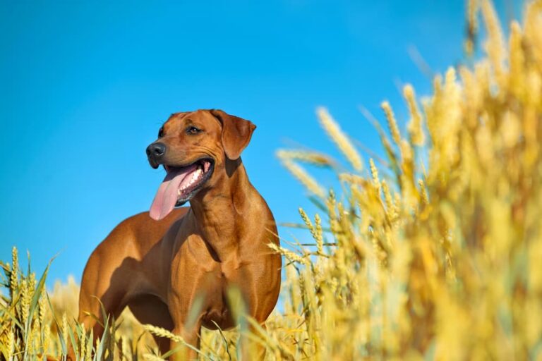 Brown hunting dog in a corn field with a bright blue sky