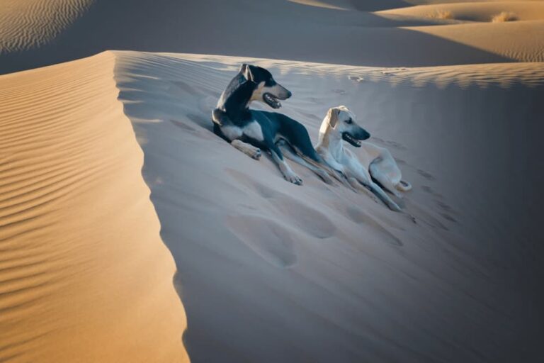 Two Sloughi dogs in desert