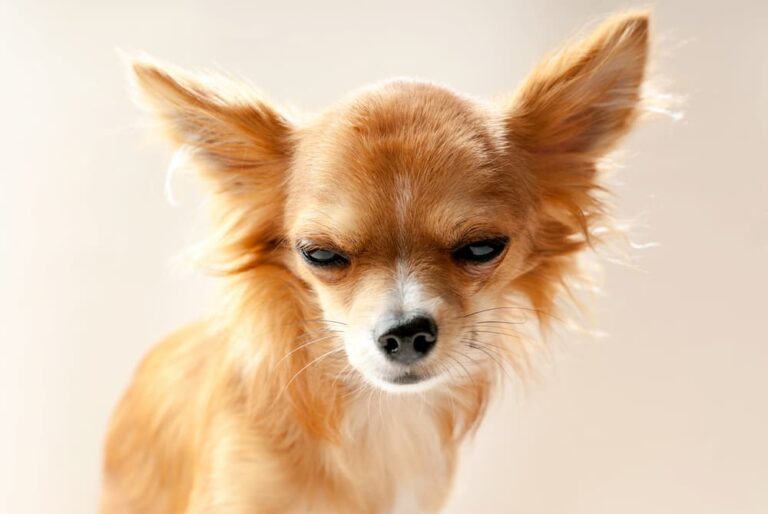 Chihuahua dog with disgruntled expression