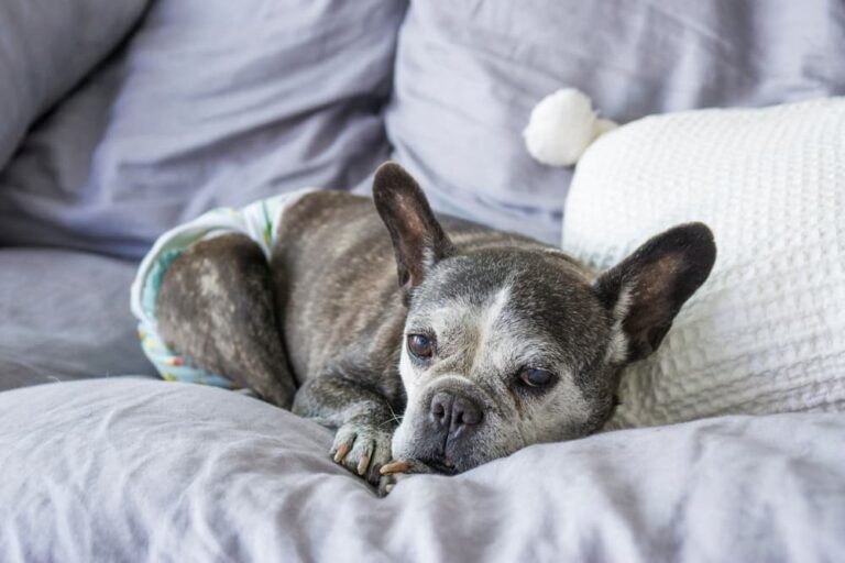 Senior French Bulldog with urinary incontinence