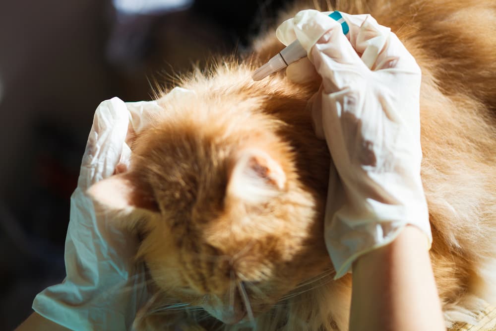 Vet applying flea and tick treatment to cat