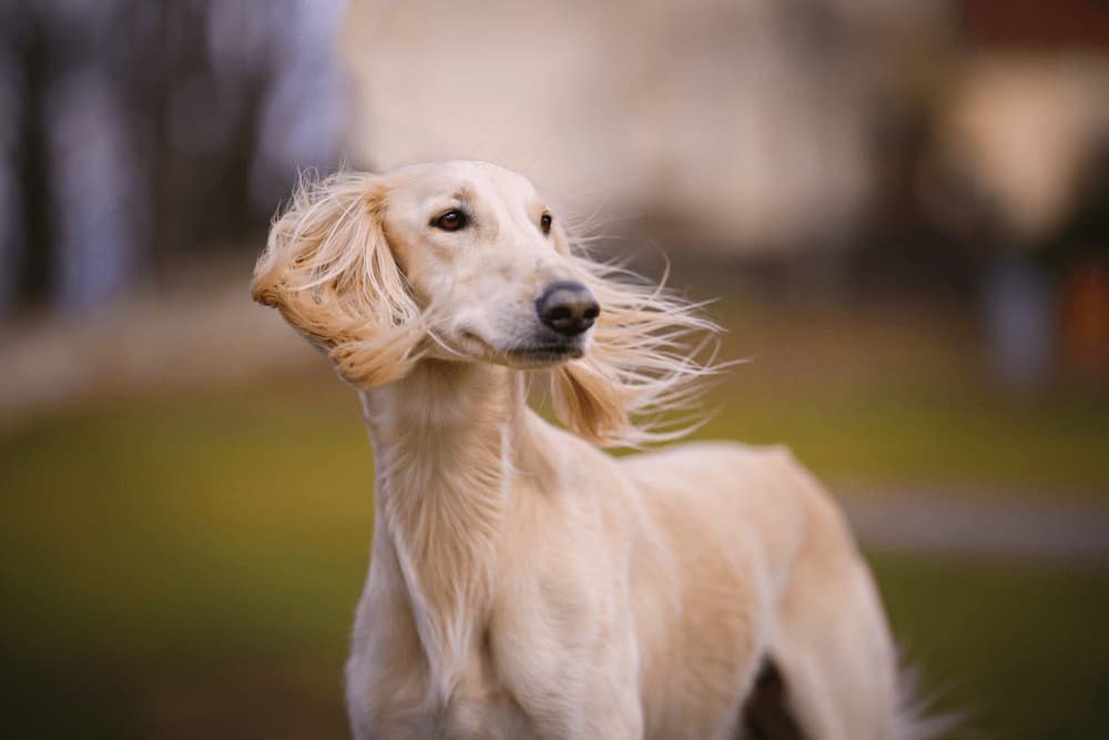 Saluki dog with hair blowing in wind