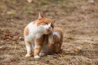 Plague in Oregon Likely Caused By a Cat – Here’s What to Know