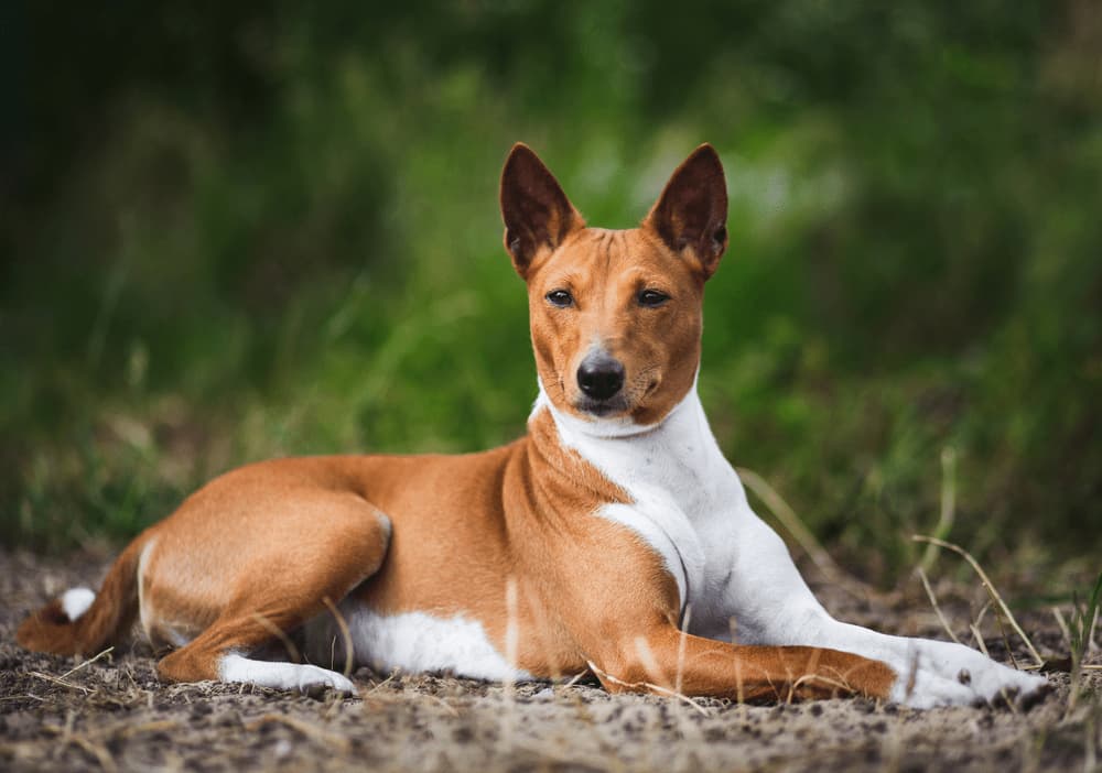 Basenji dog lying on ground