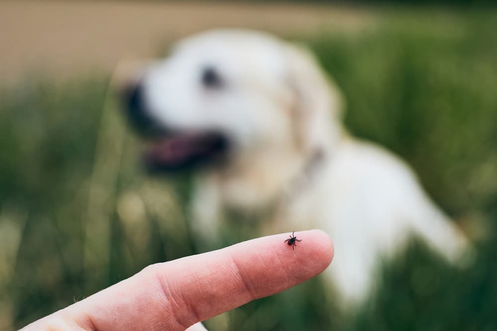 Out of focus Golden Retriever in background with tick on a human finger in the foreground