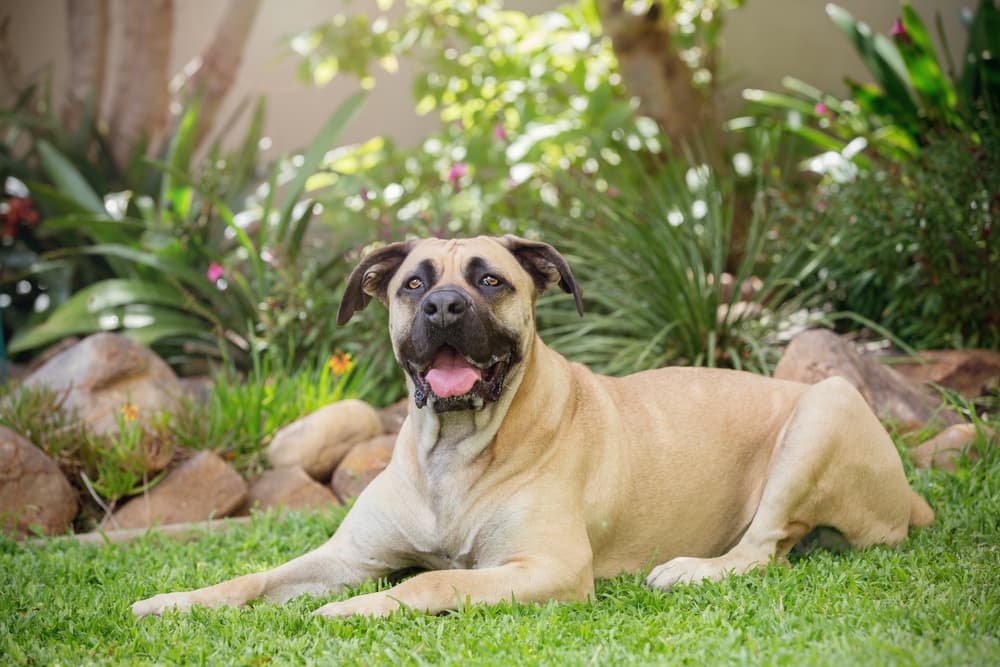 Boerboel dog lyng in grass