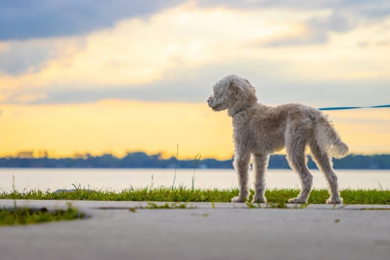 Dog on leash looking out at lake during early sunset