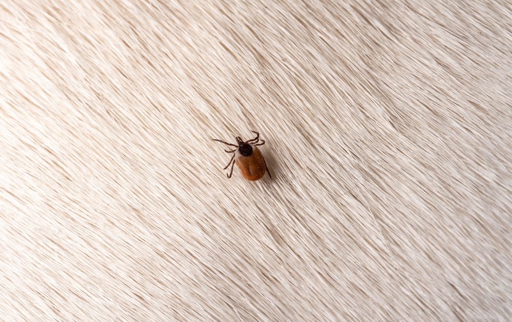 A tick on a dog's hair
