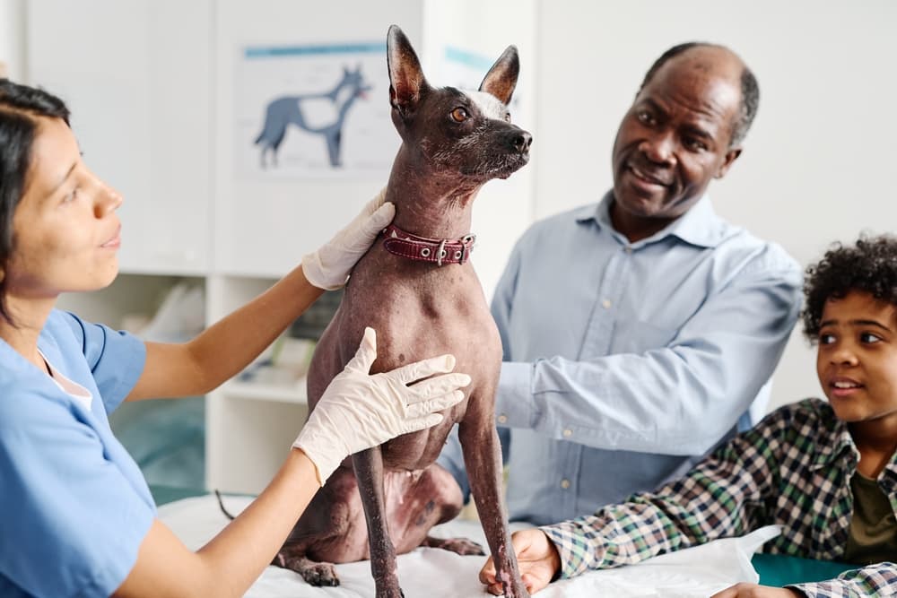 Abyssinian Sand Terrier at vet