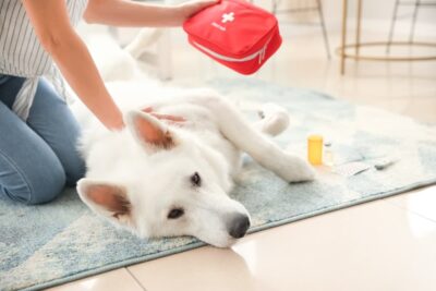 Dog First Aid Kit: 11 Things You Should Include Dog First Aid Kit: 11 Things You Should Include