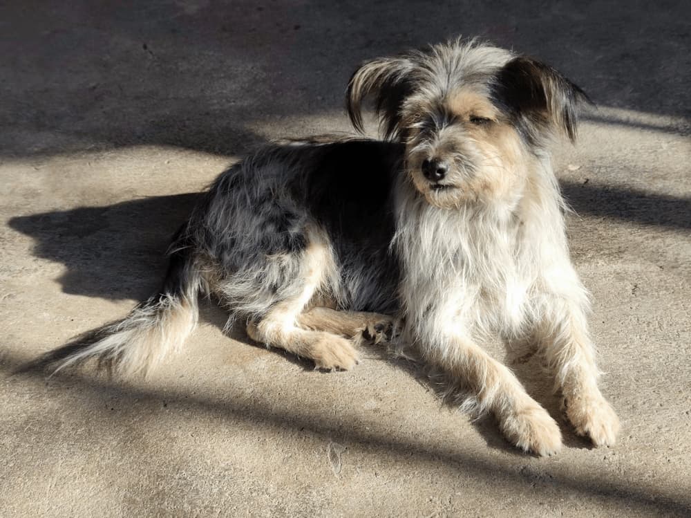 Armant dog breed taking a rest