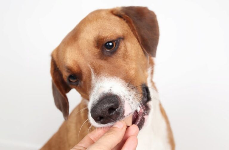 Dog eating monthly heartworm preventive