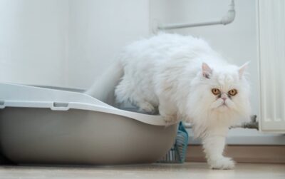 7 Reasons Your Cat is Peeing A Lot