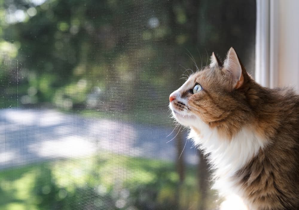 A pet cat sits by a screened door