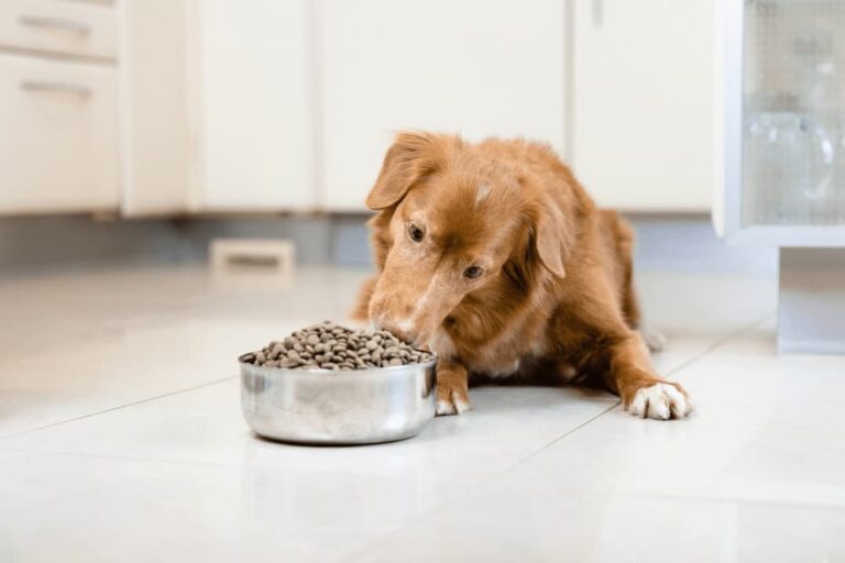Dog eating hydrolyzed protein food