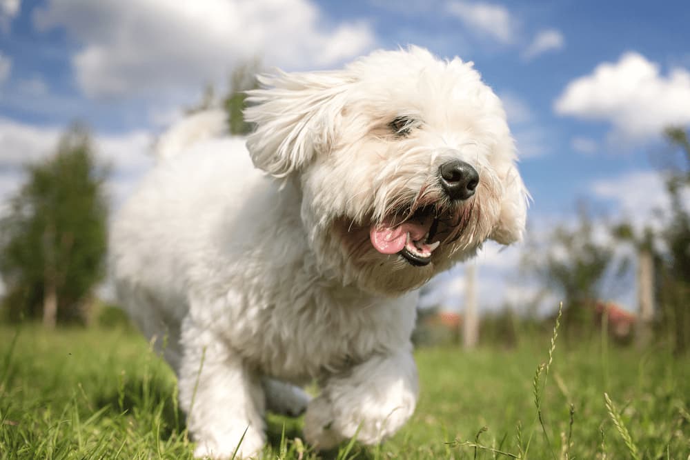 Coton de Tulear running in yard