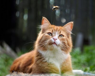 Cat Stung By a Bee: What to Do