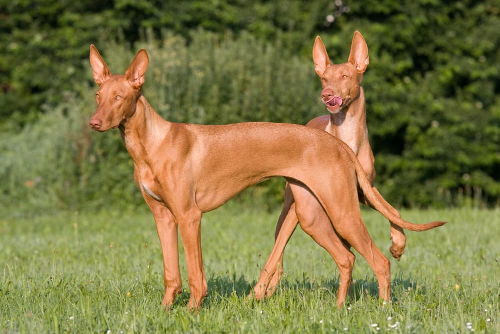 Two Pharoah Hounds in yard