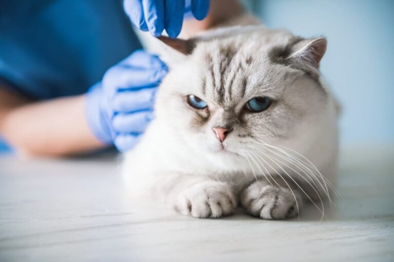 White Persian cat being examined by veterinarian