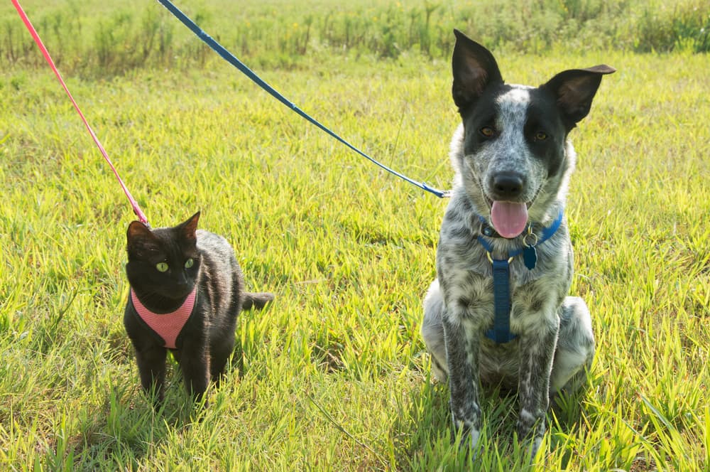 Cat and dog on leashes in grass