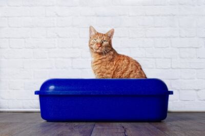 Mucus in Cat Poop: What It Means Mucus in Cat Poop: What It Means
