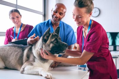 How Robotic Technology Is Revolutionizing Cancer Treatment for Pets